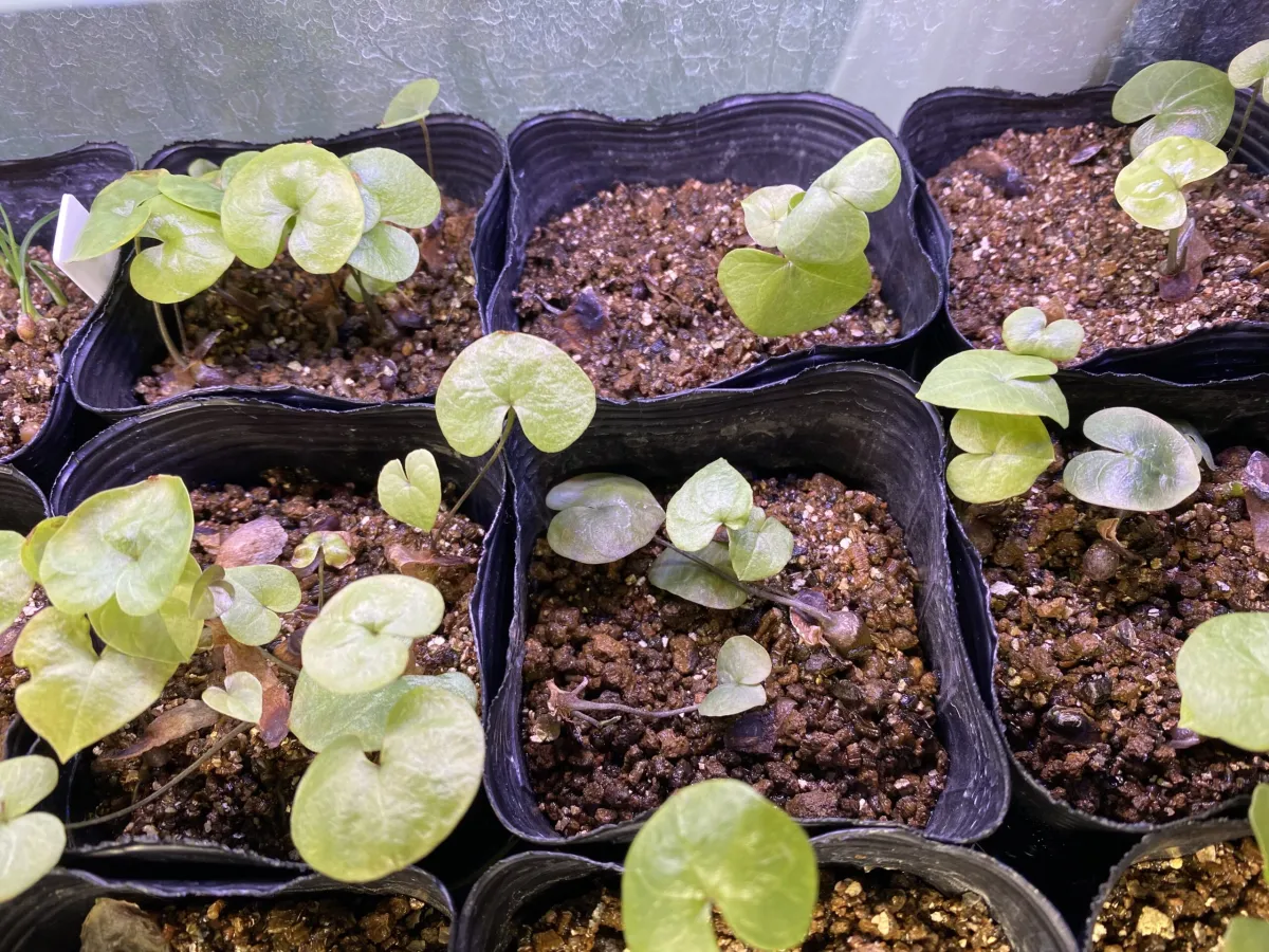 Dioscorea elephantipes (ディオスコレア エレファンティペス)