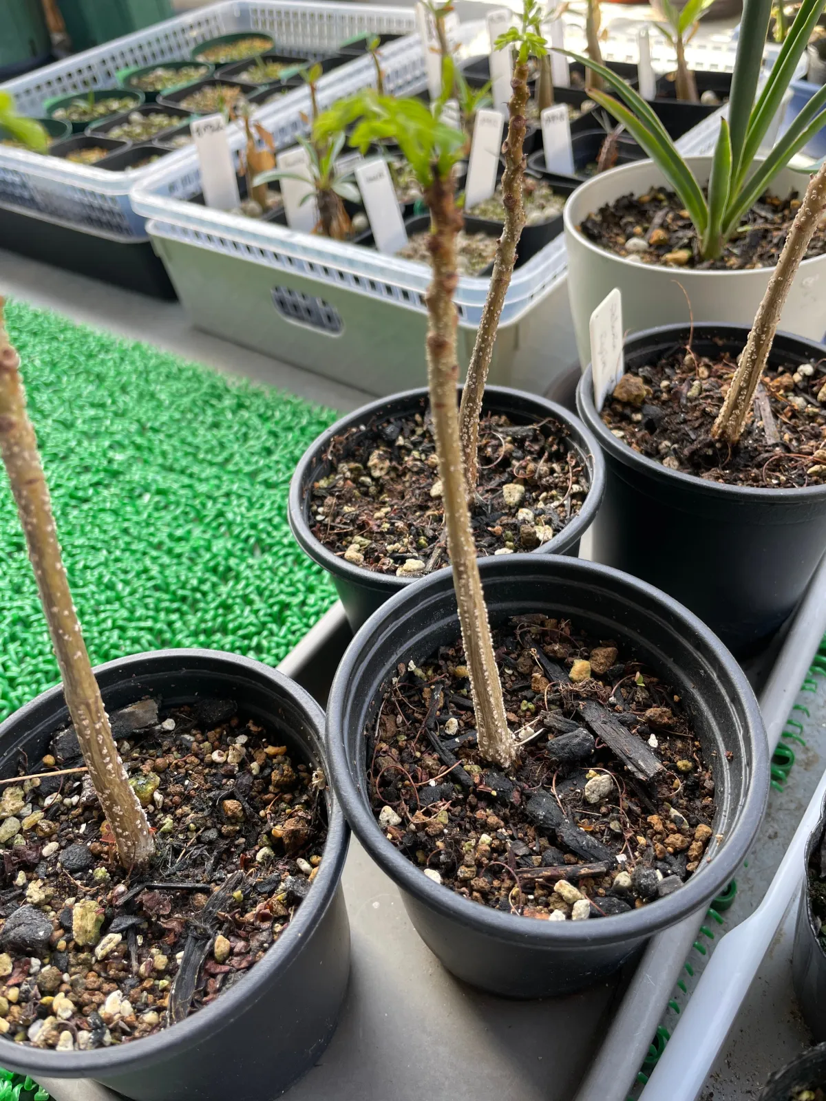Delonix regia (デロニクス レジア 鳳凰木)