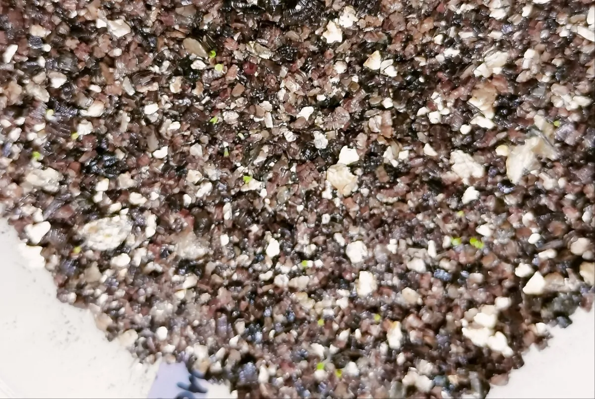 Dudleya brittonii (ダドレヤ ブリトニー ブファドラ)