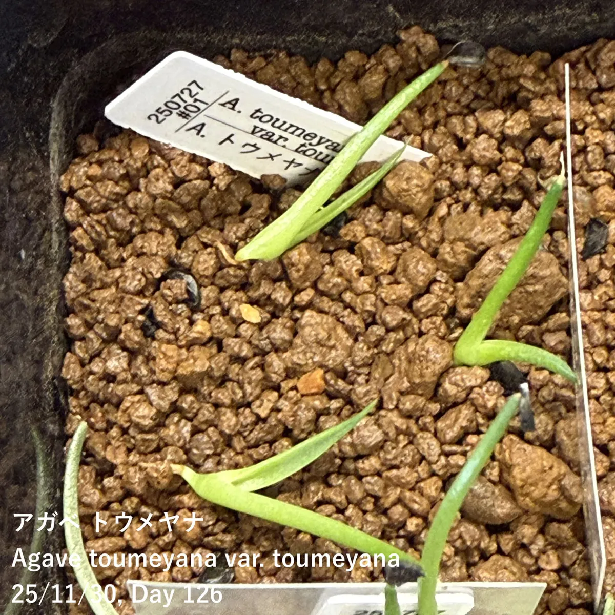 Agave toumeyana var. toumeyana (アガベ トウメヤナ)