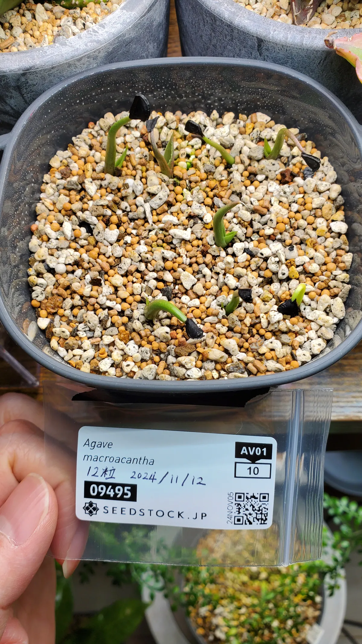 Agave macroacantha (アガベ マクロアカンサ)