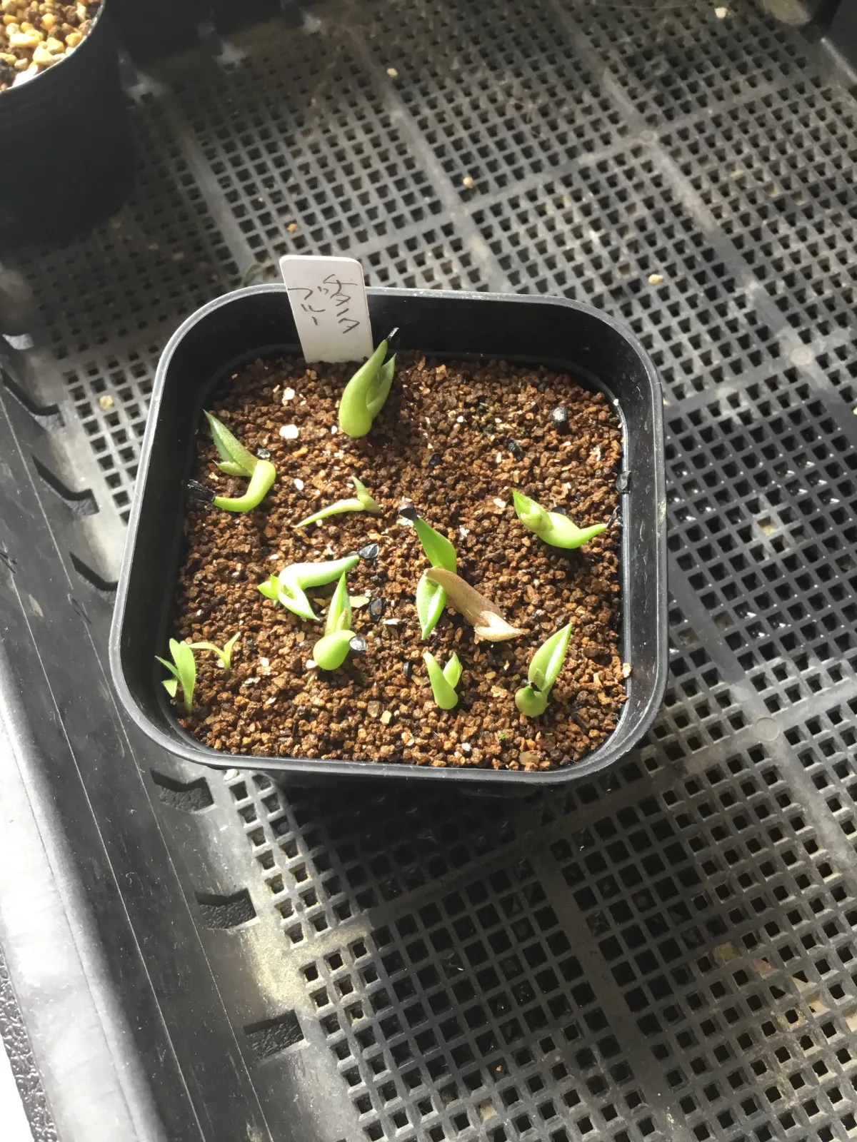 Agave titanota Blue Lot. (アガベ チタノタブルー)