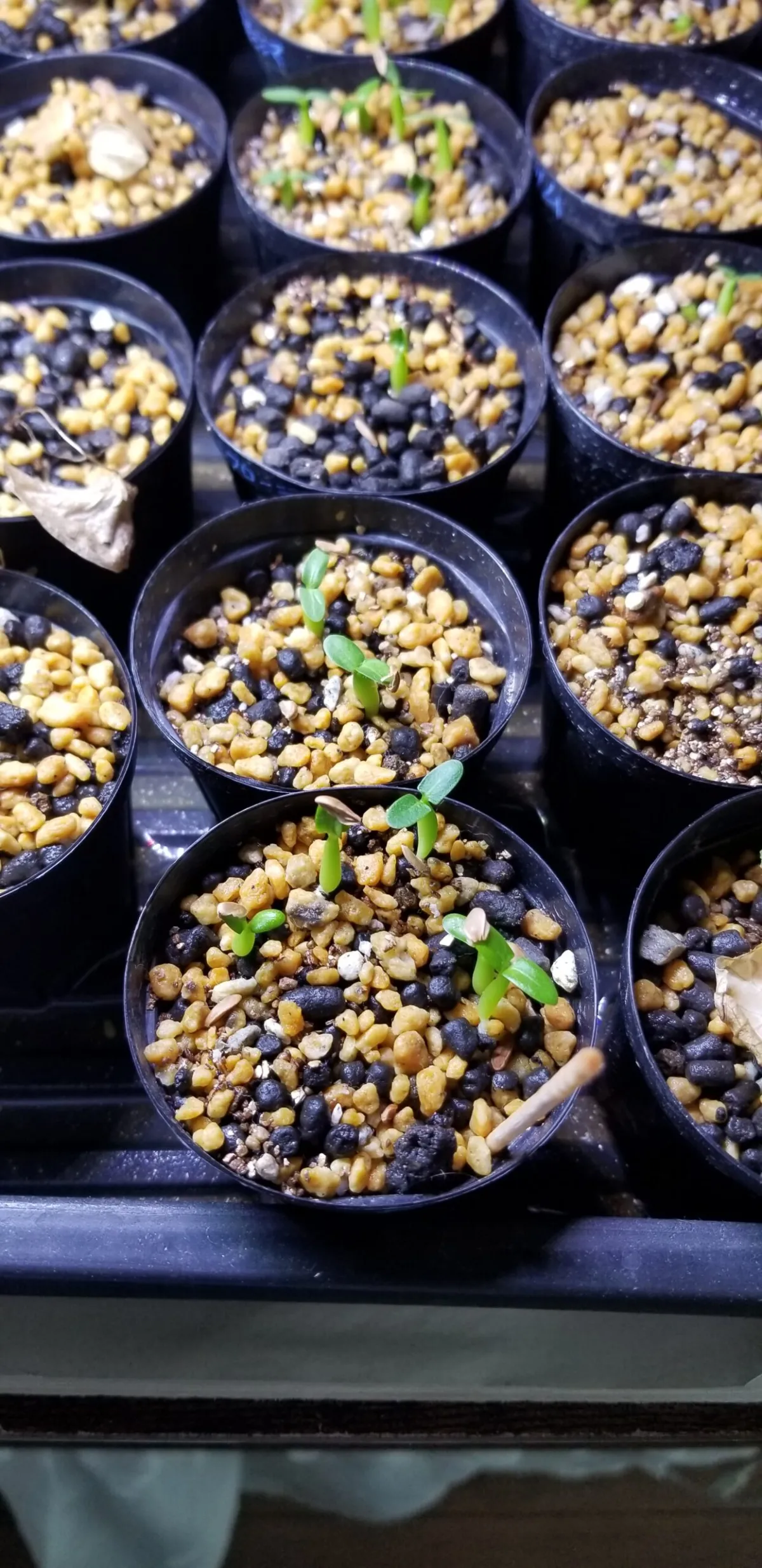 Pachypodium densiflorum var. densiflorum (パキポディウム デンシフローラム)