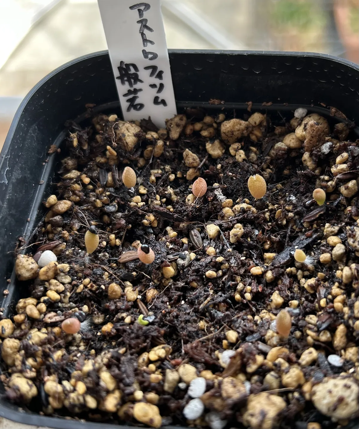 Astrophytum ornatum (アストロフィツム ハンニャ)