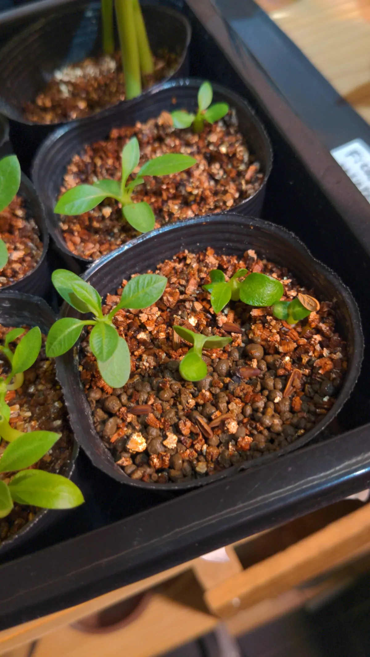 Pachypodium densiflorum var. densiflorum (パキポディウム デンシフローラム)