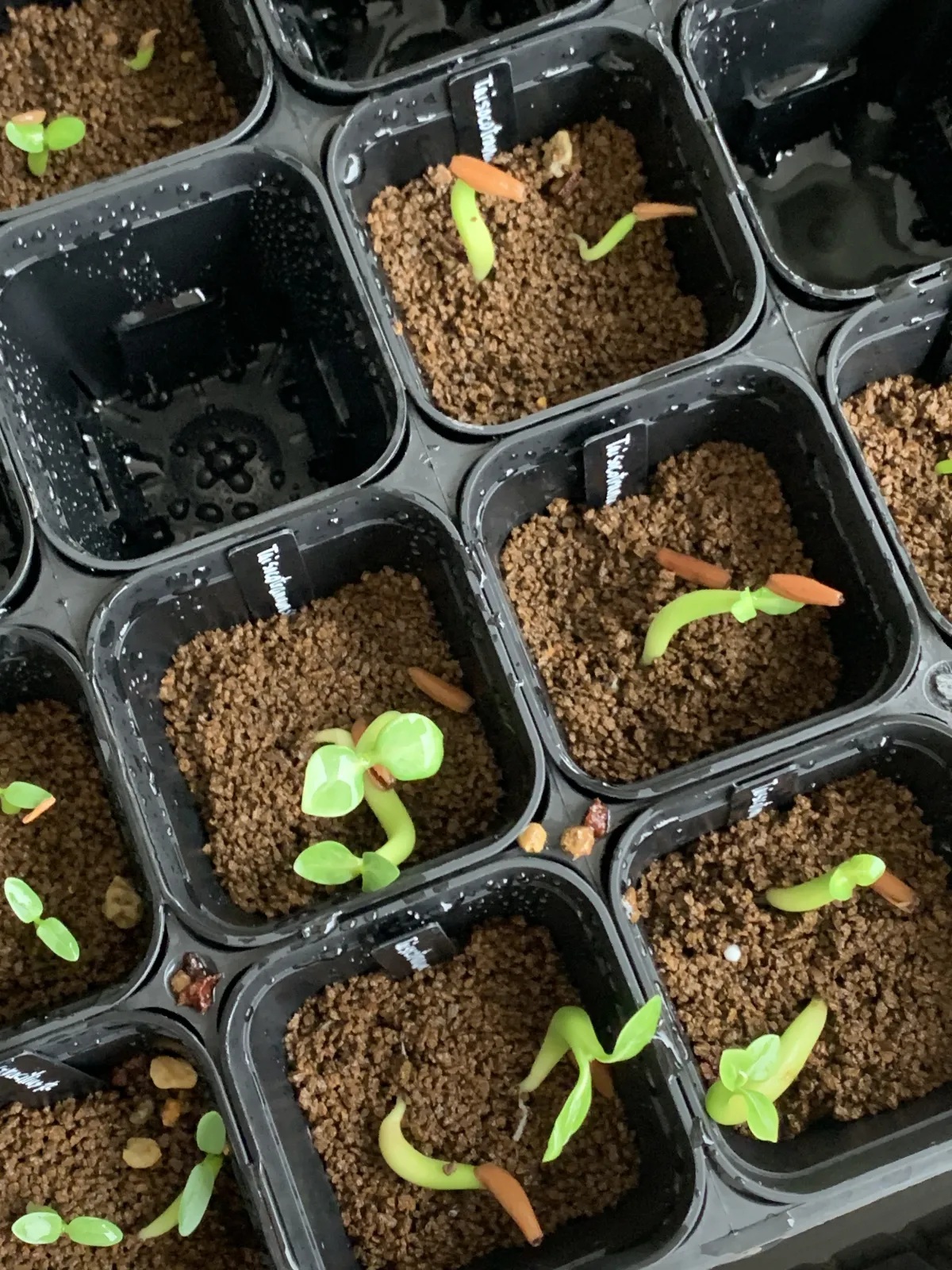 KHZ Adenium thai socotranum KHZ (アデニウム タイ ソコトラナム)