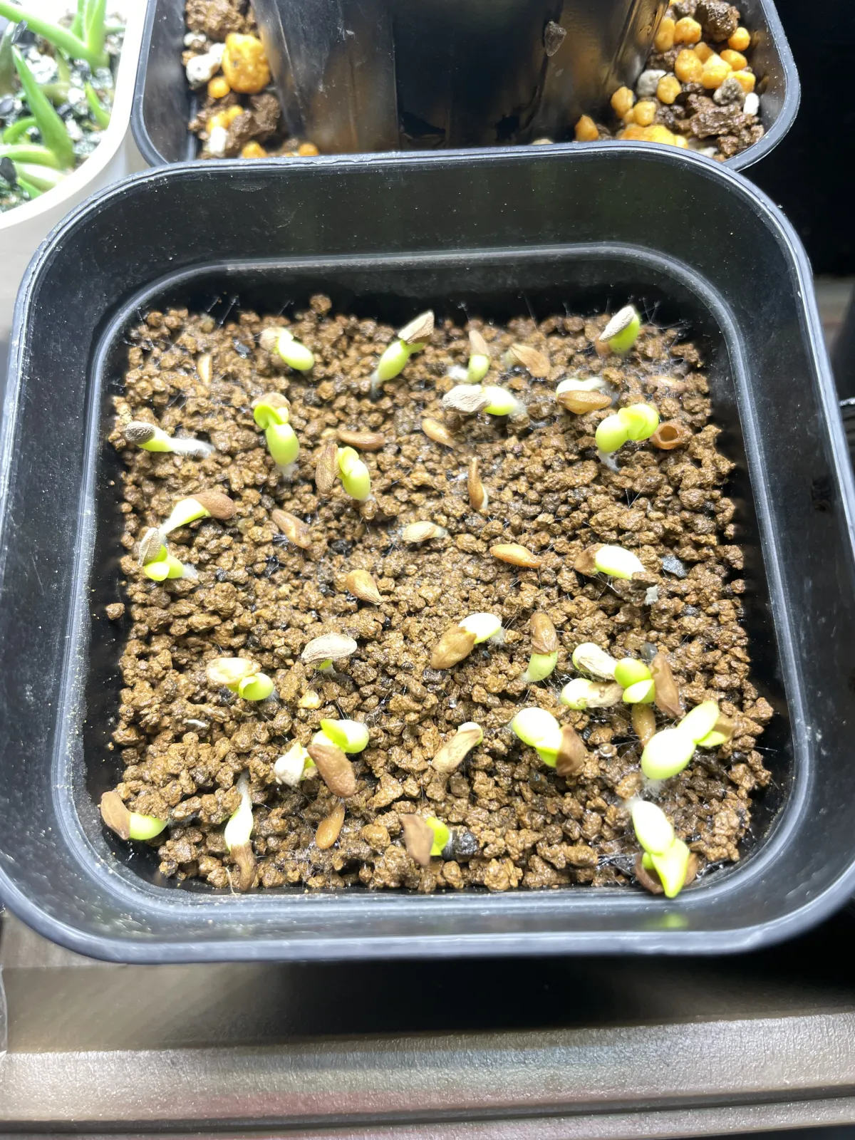 Pachypodium succulentum (パキポディウム サキュレンタム)