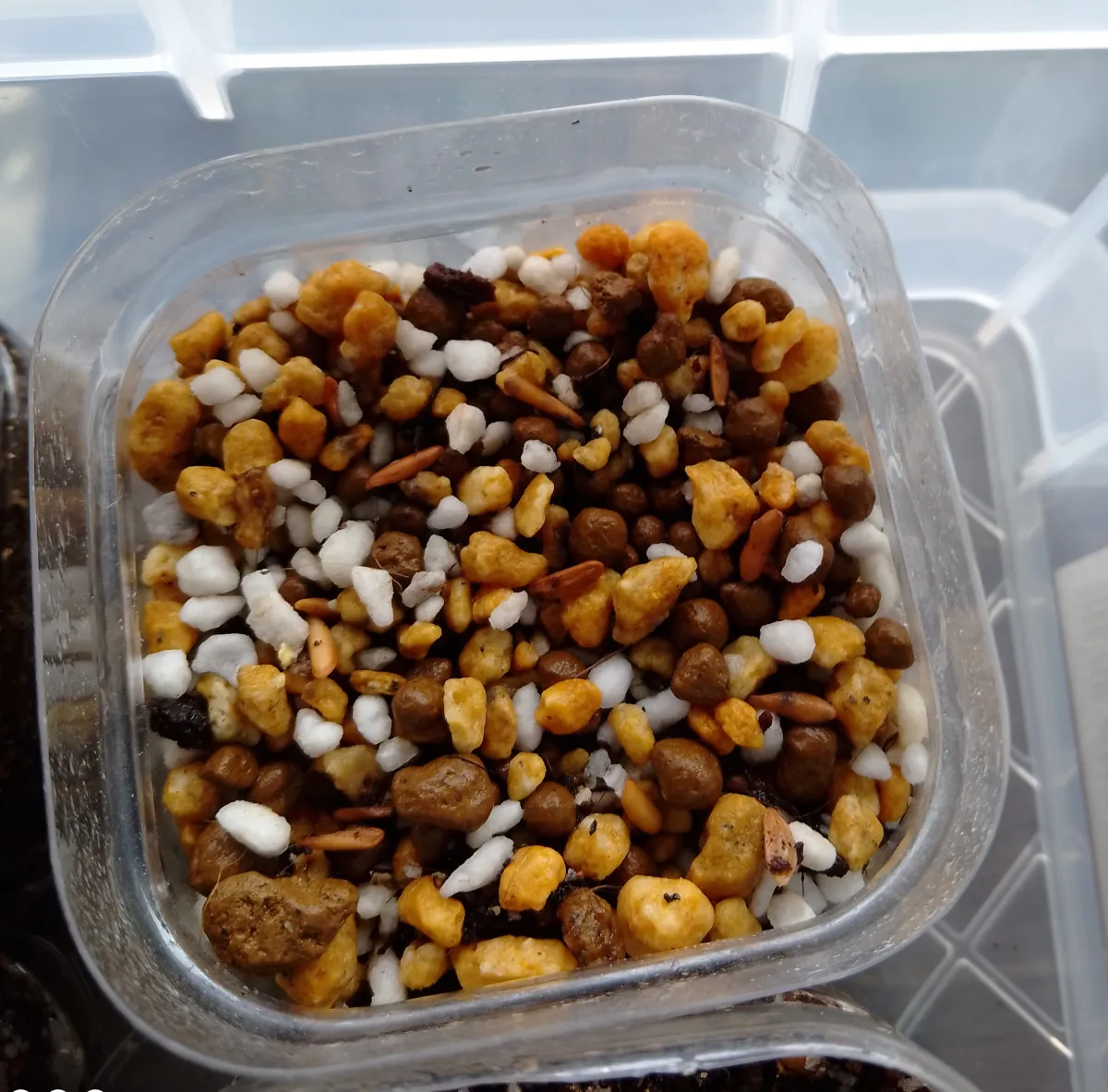 Pachypodium rosulatum var. gracilius ([無料種子] 発芽難 パキポディウム グラキリス　)