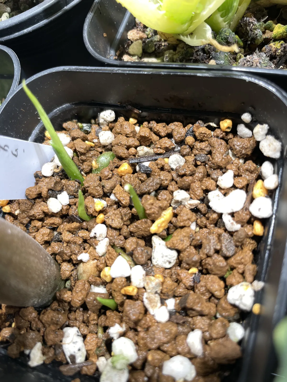 Monstera deliciosa Tauerii (モンステラ タウエリー)