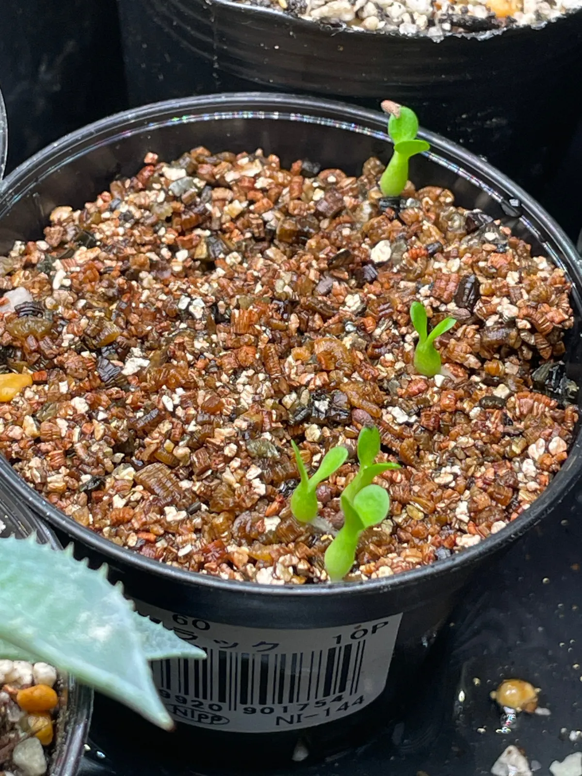 Pachypodium brevicaule (パキポディウム ブレビカウレ（短茎）)