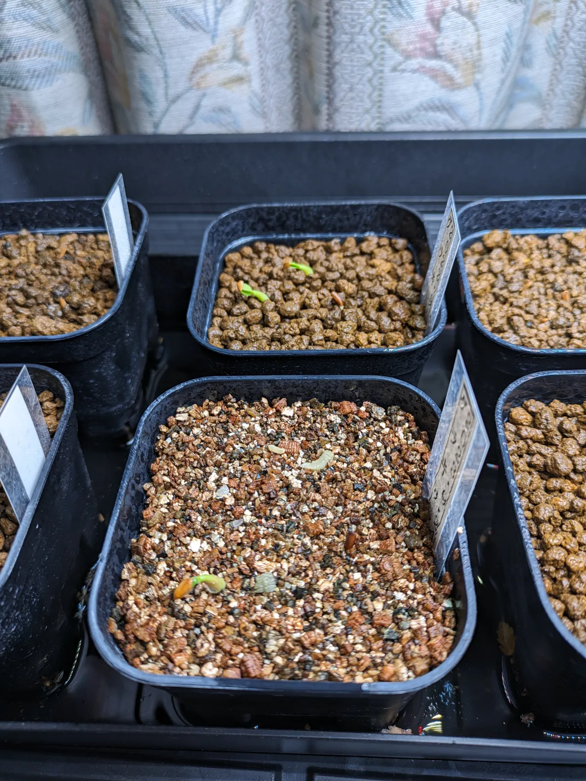 Lot. (パキポディウム グラキリス)