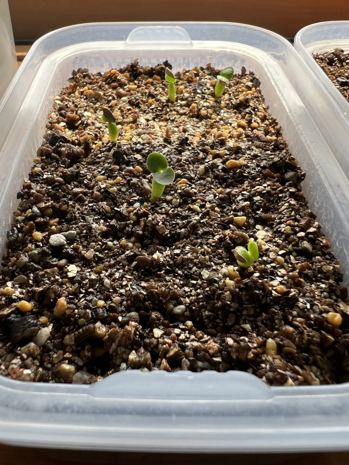 Pachypodium succulentum (パキポディウム サキュレンタム)