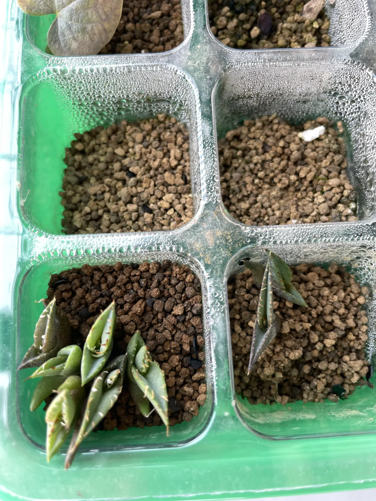 Agave oteroi Lot. (アガベ オテロイ)