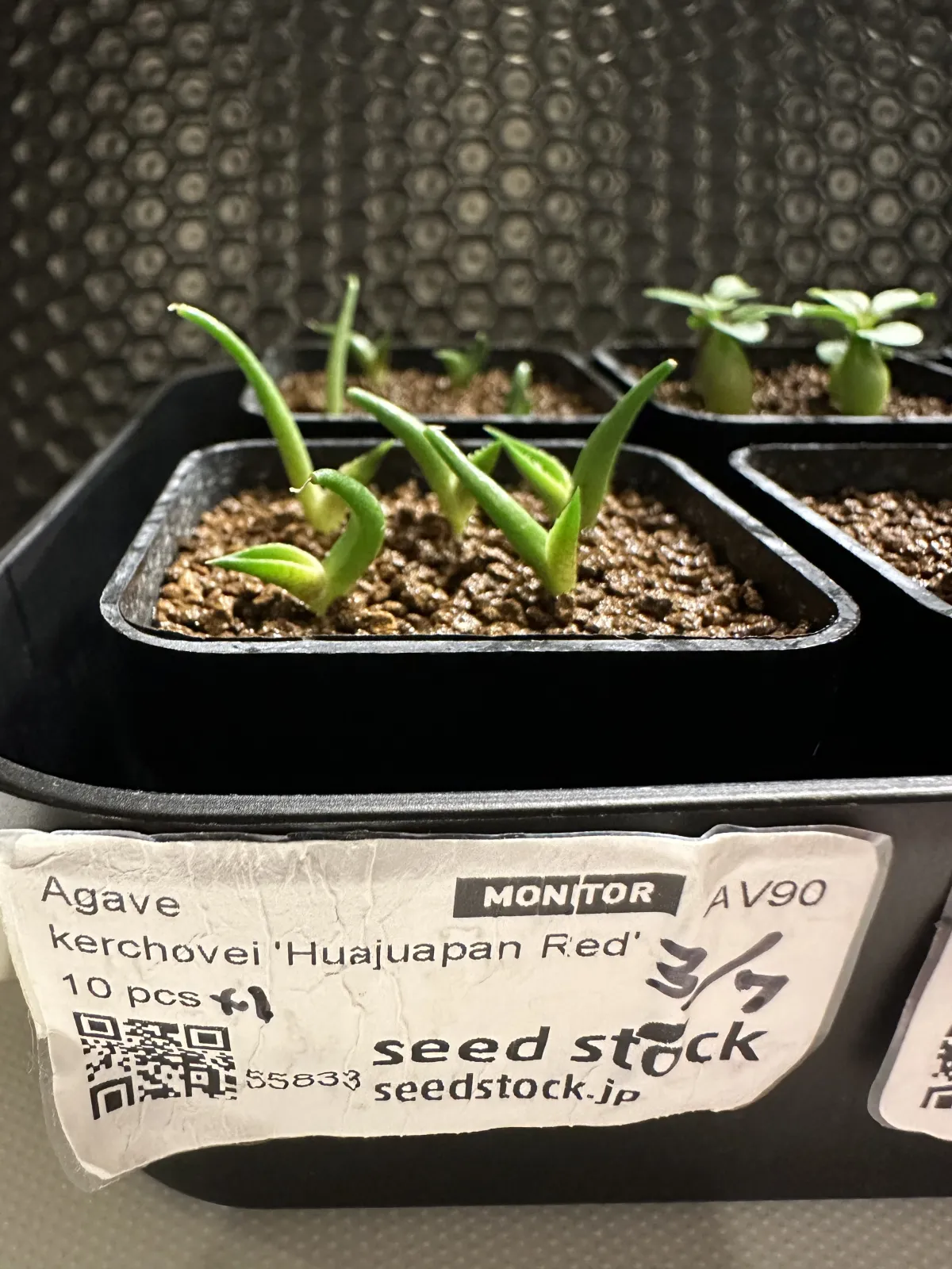 Agave kerchovei (アガベ ワフアパンレッド)