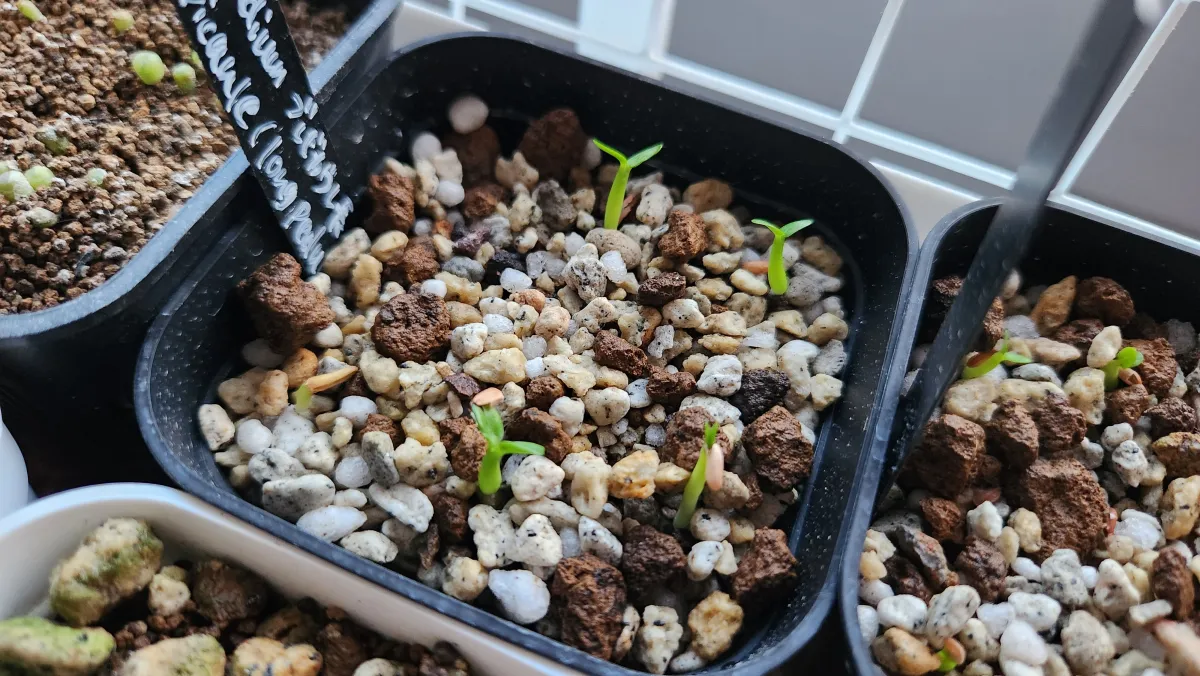 Pachypodium brevicaule (パキポディウム ブレビカウレ（長茎）)