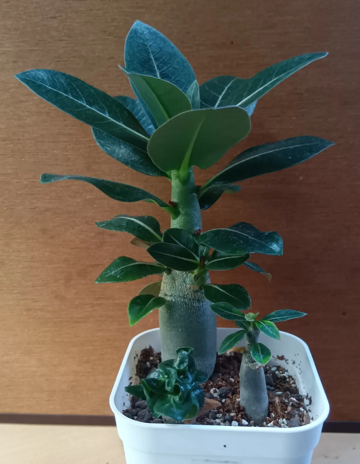 Adenium DDC X Super red (アデニウム)