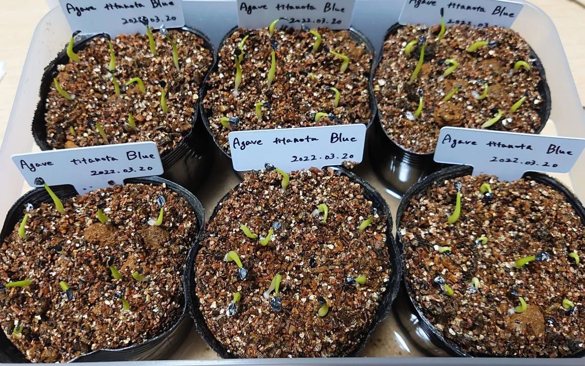 Agave titanota Blue Lot. (アガベ チタノタブルー)
