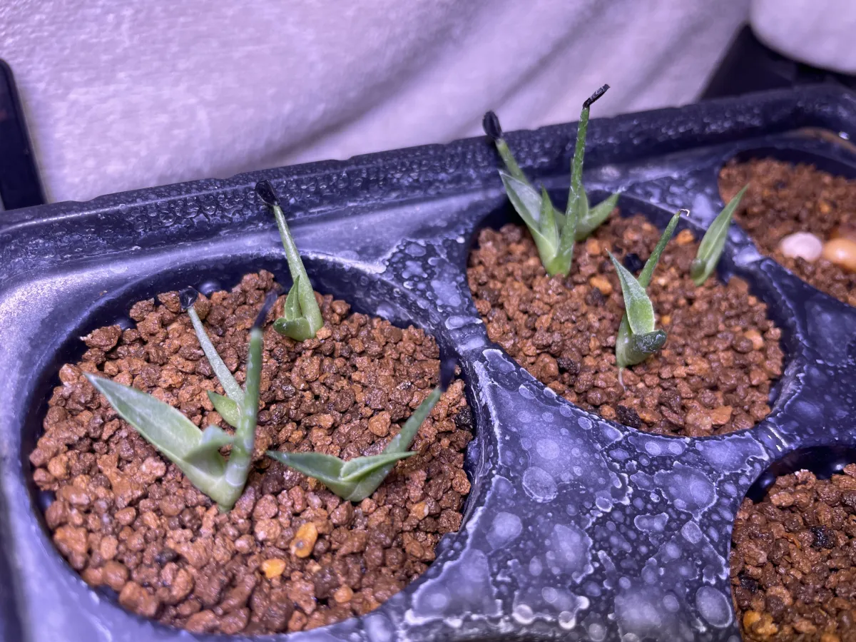 Agave utahensis nevadensis (アガベ ネヴァデンシス)