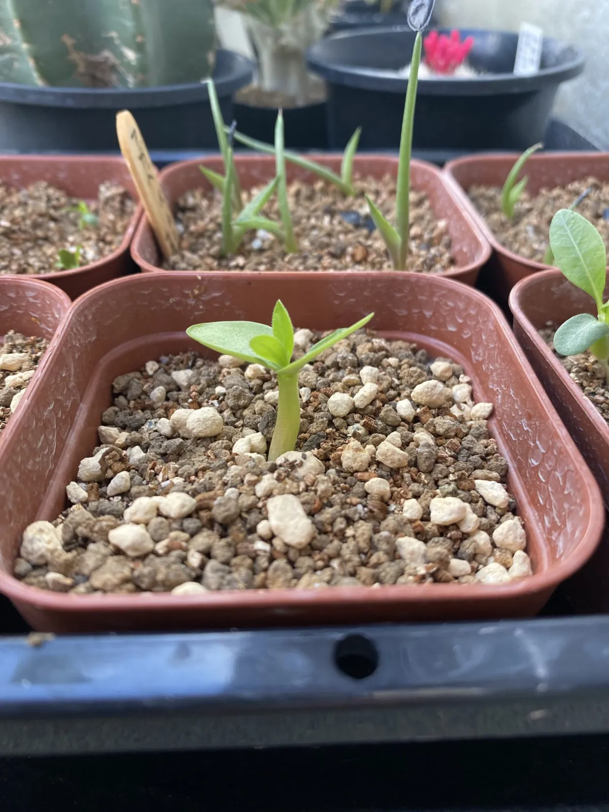 Pachypodium saundersii (パキポディウム サンデルシー)