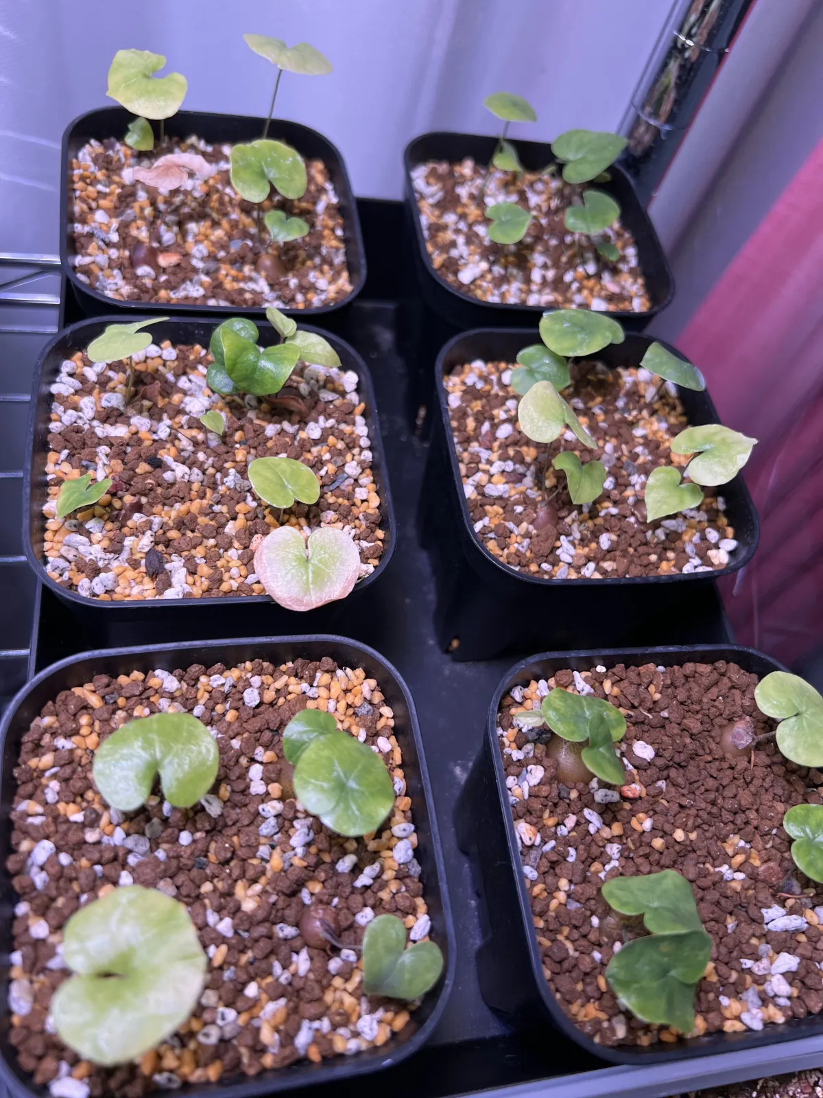 Dioscorea elephantipes (ディオスコレア エレファンティペス)