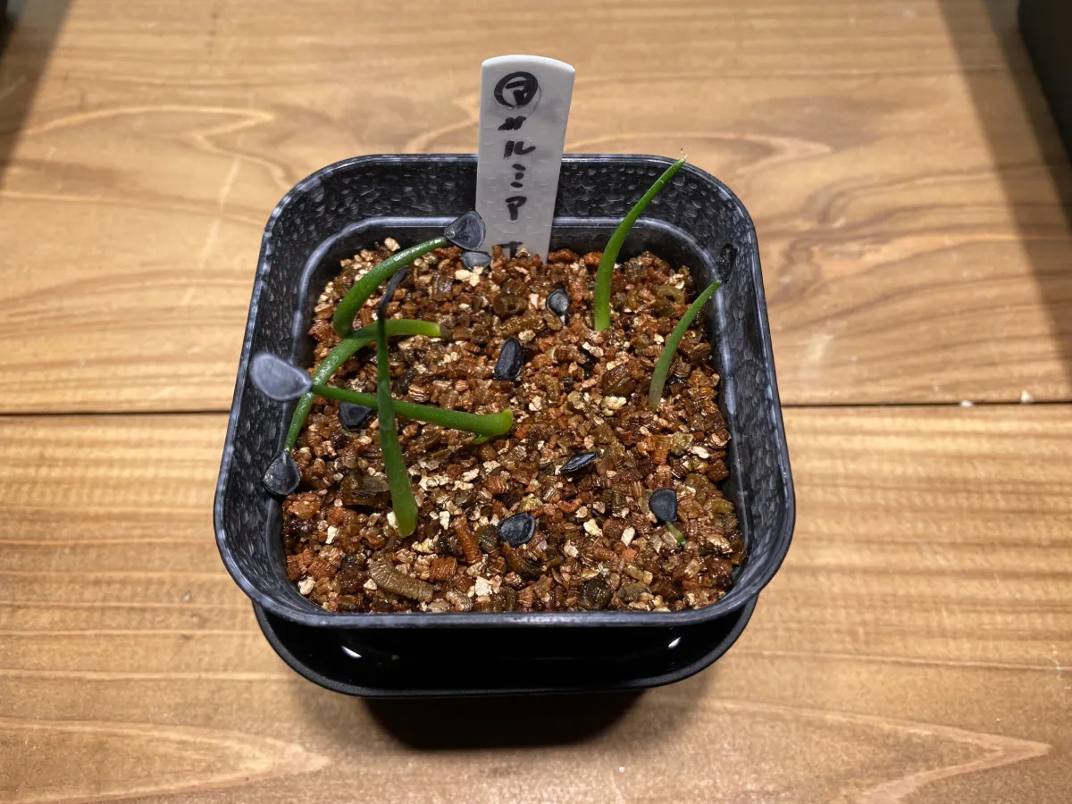 Agave salmiana ssp. salmiana (アガベ サルミアナ)