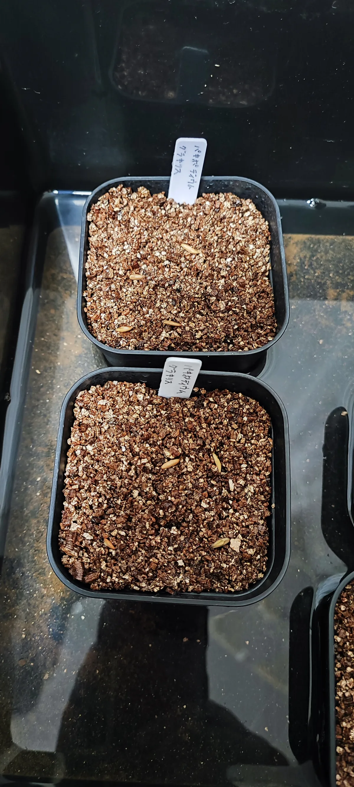 Pachypodium rosulatum var. gracilius ([無料種子] 発芽難 パキポディウム グラキリス　)