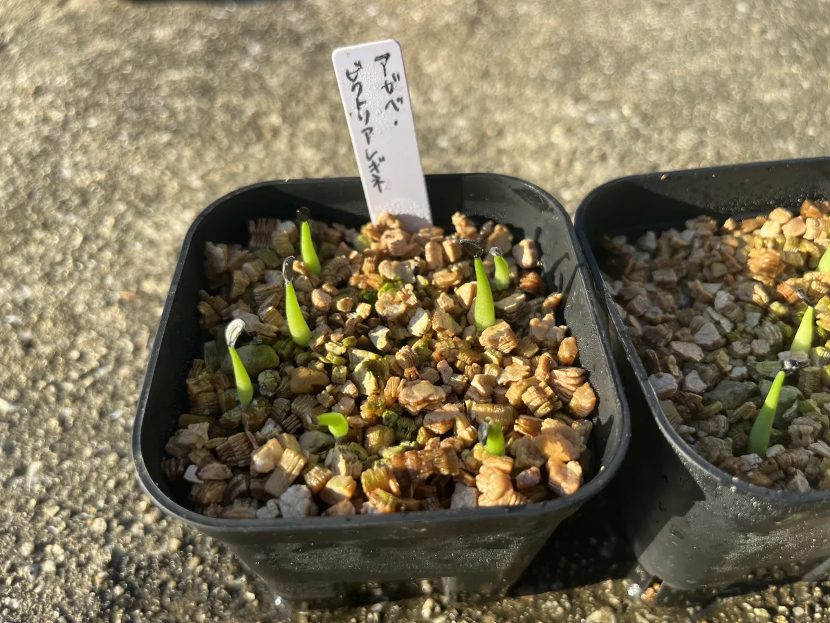 Agave victoriae-reginae ssp. victoriae-reginae (アガベ ビクトリアレジーナエ 笹の雪)