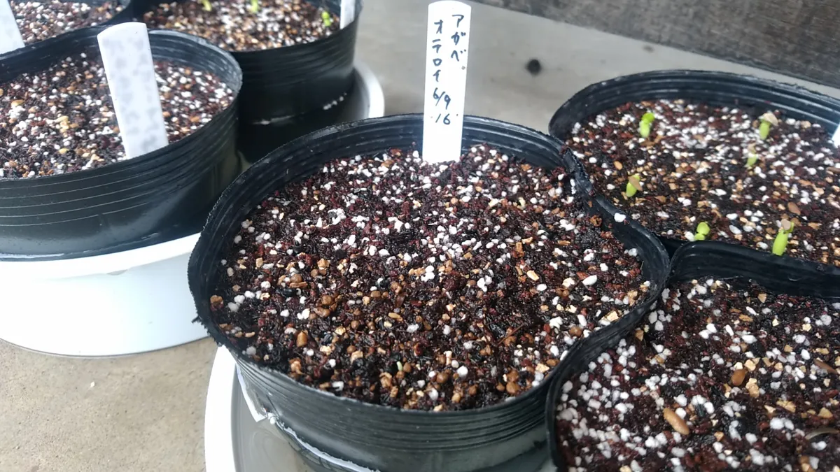Agave oteroi Lot. (アガベ オテロイ)
