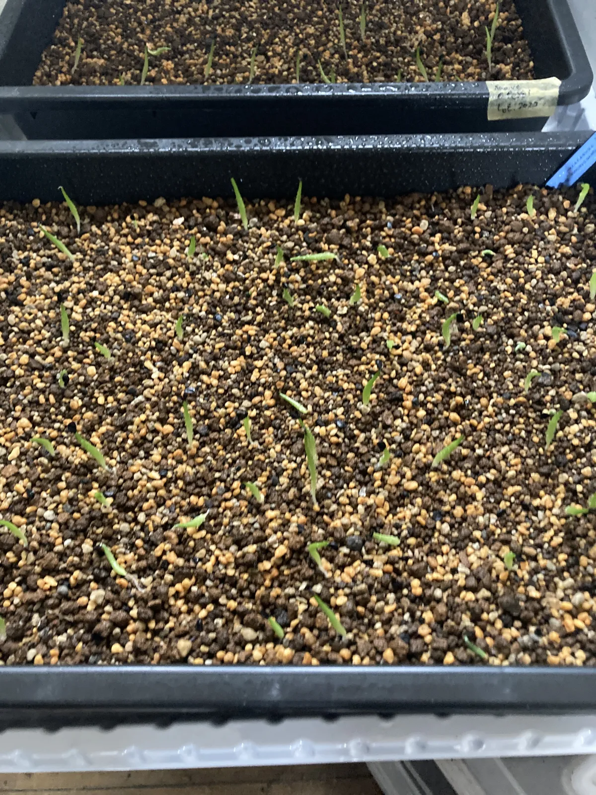 Agave titanota Blue Lot. (アガベ チタノタブルー)