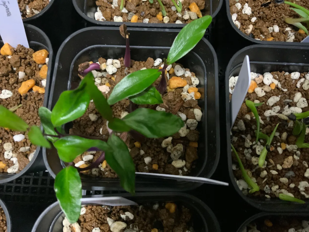 Petopentia natalensis (ペトペンチア ナタレンシス)