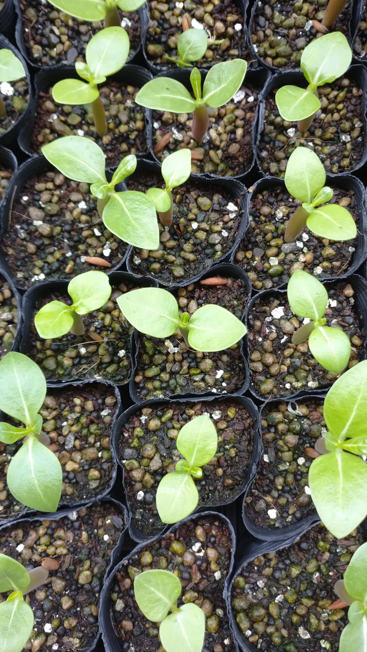 YLB Adenium arabicum Yak Lop Buri (アデニウム アラビカム)
