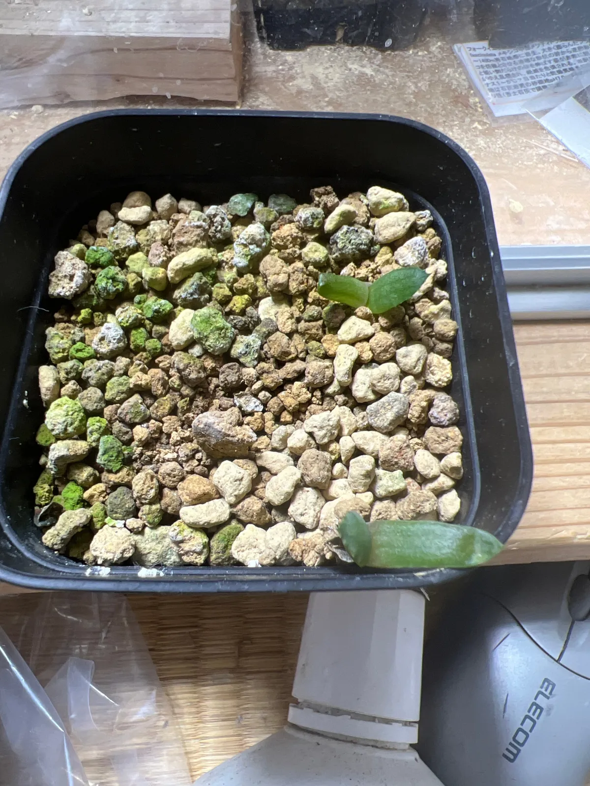 Aloe marlothii ssp. marlothii (アロエ マルロシー)