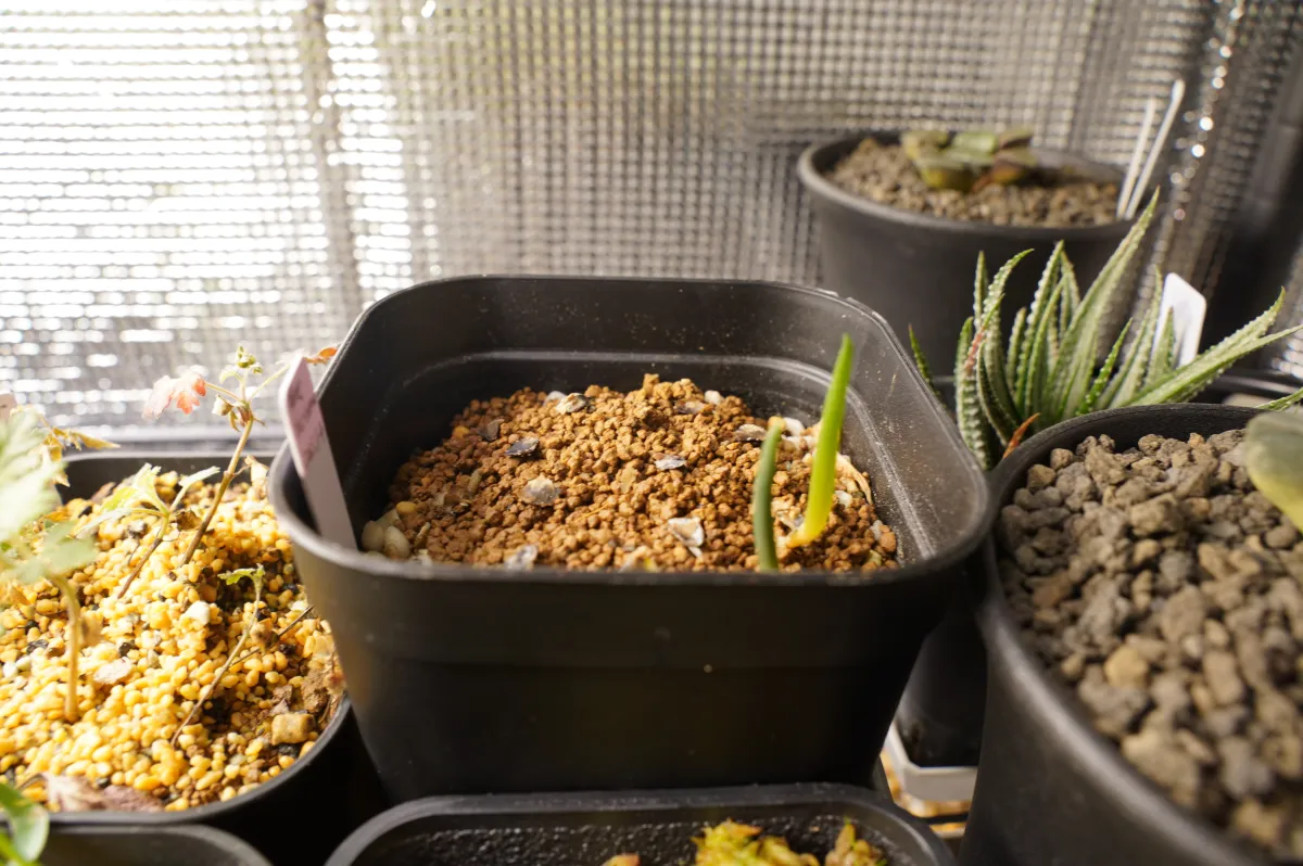 Aloe barberae (アロエ バルベラエ)