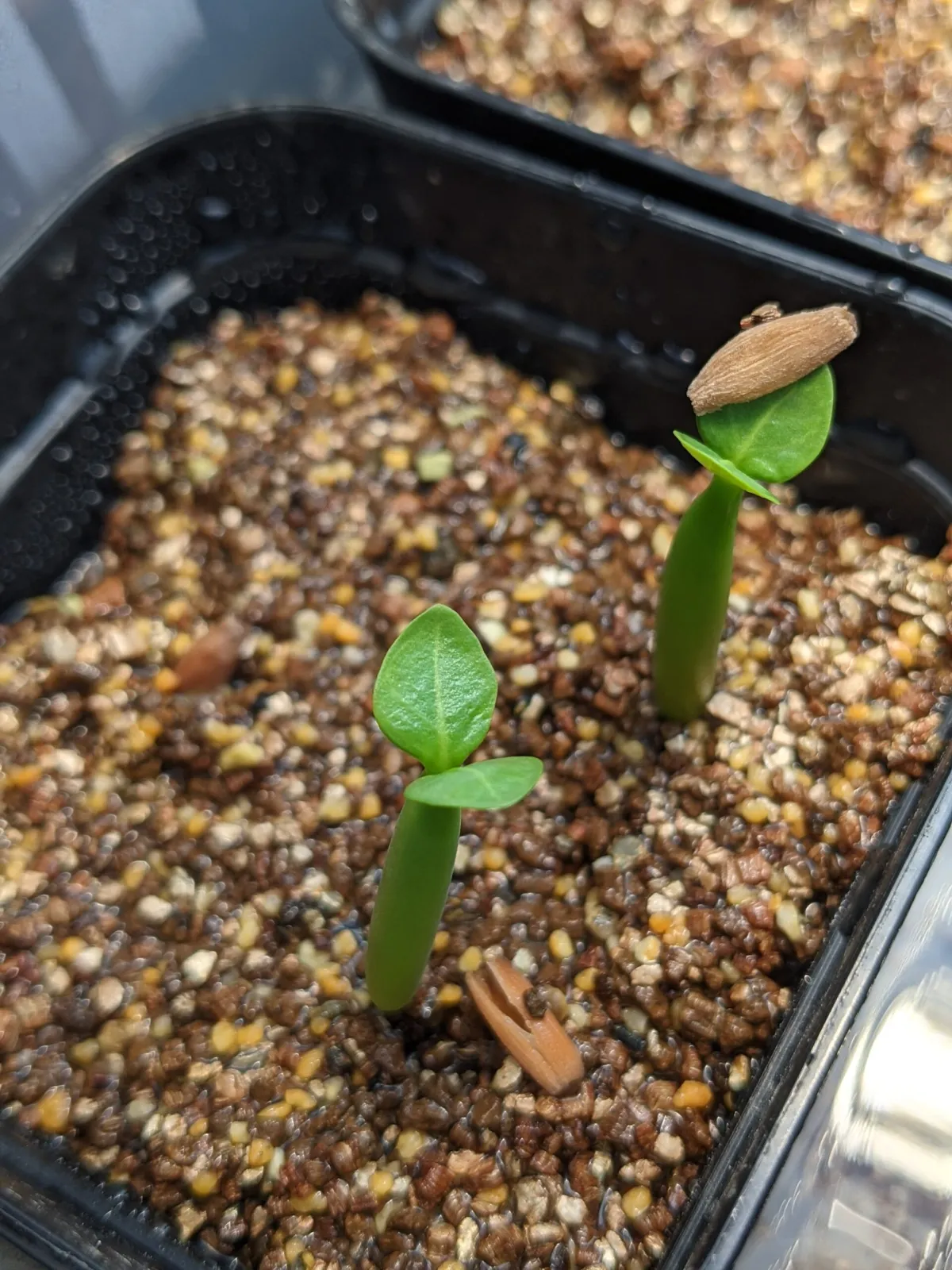 Adenium arabicum Yemen (アデニウム アラビカム イエメン)