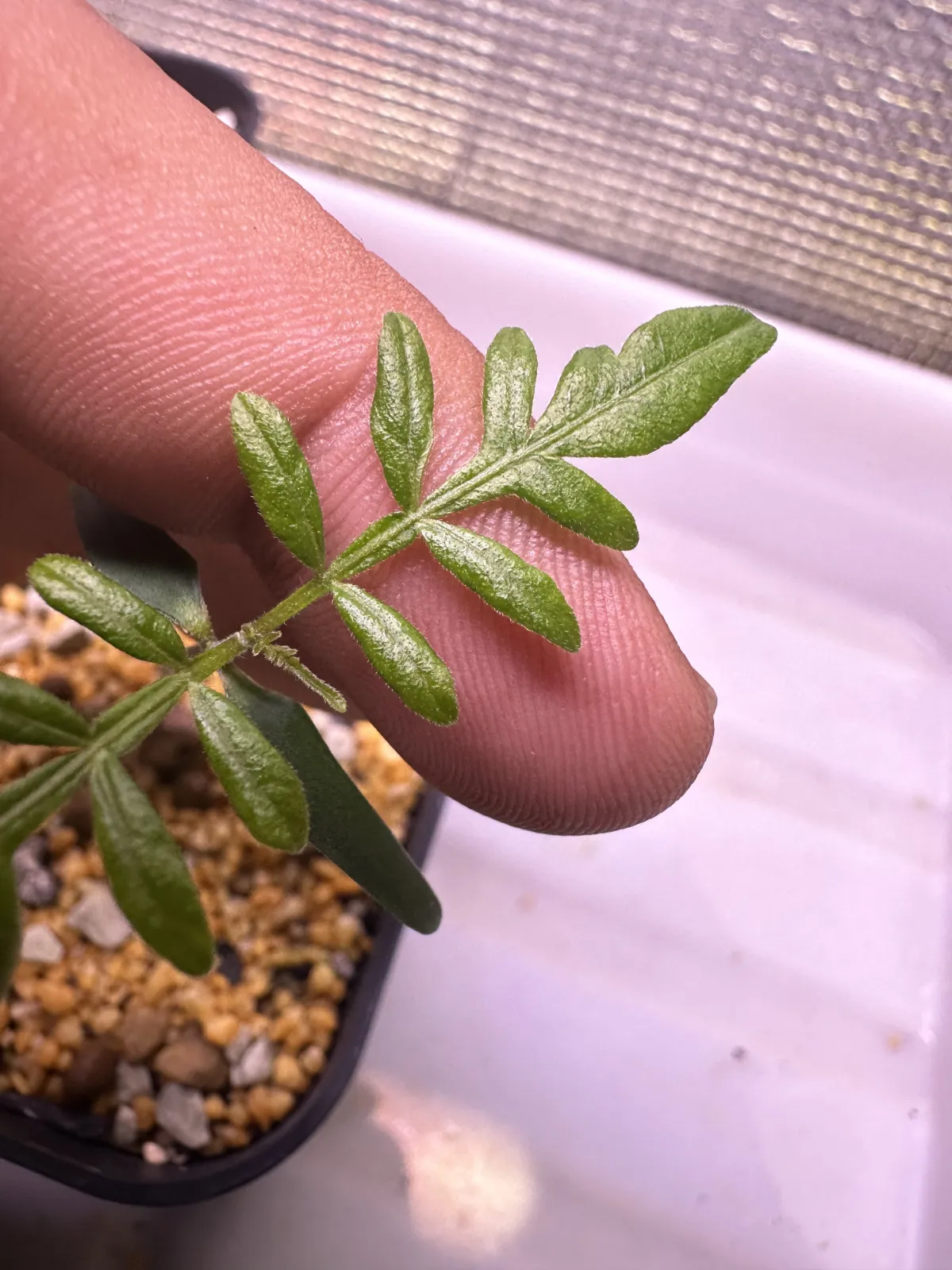 Operculicarya hirsutissima (オペルクリカリア ヒルスティッシマ)