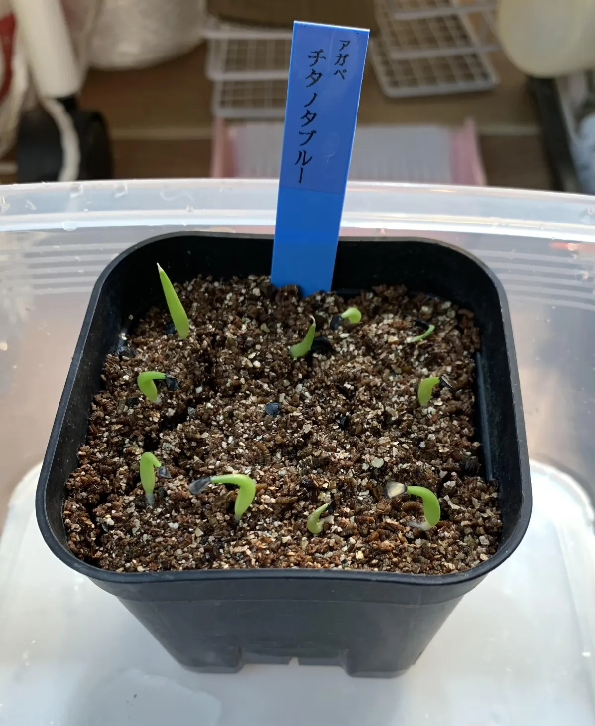 Agave titanota Blue Lot. (アガベ チタノタブルー)