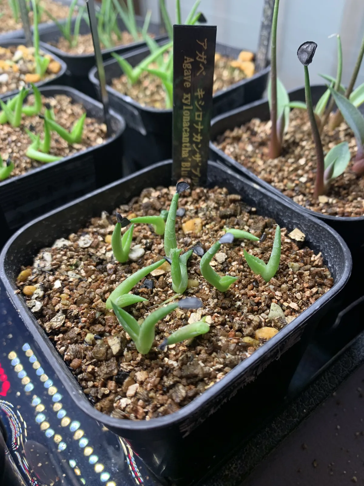 Agave xylonacantha blue (アガベ キシロナカンサブルー)