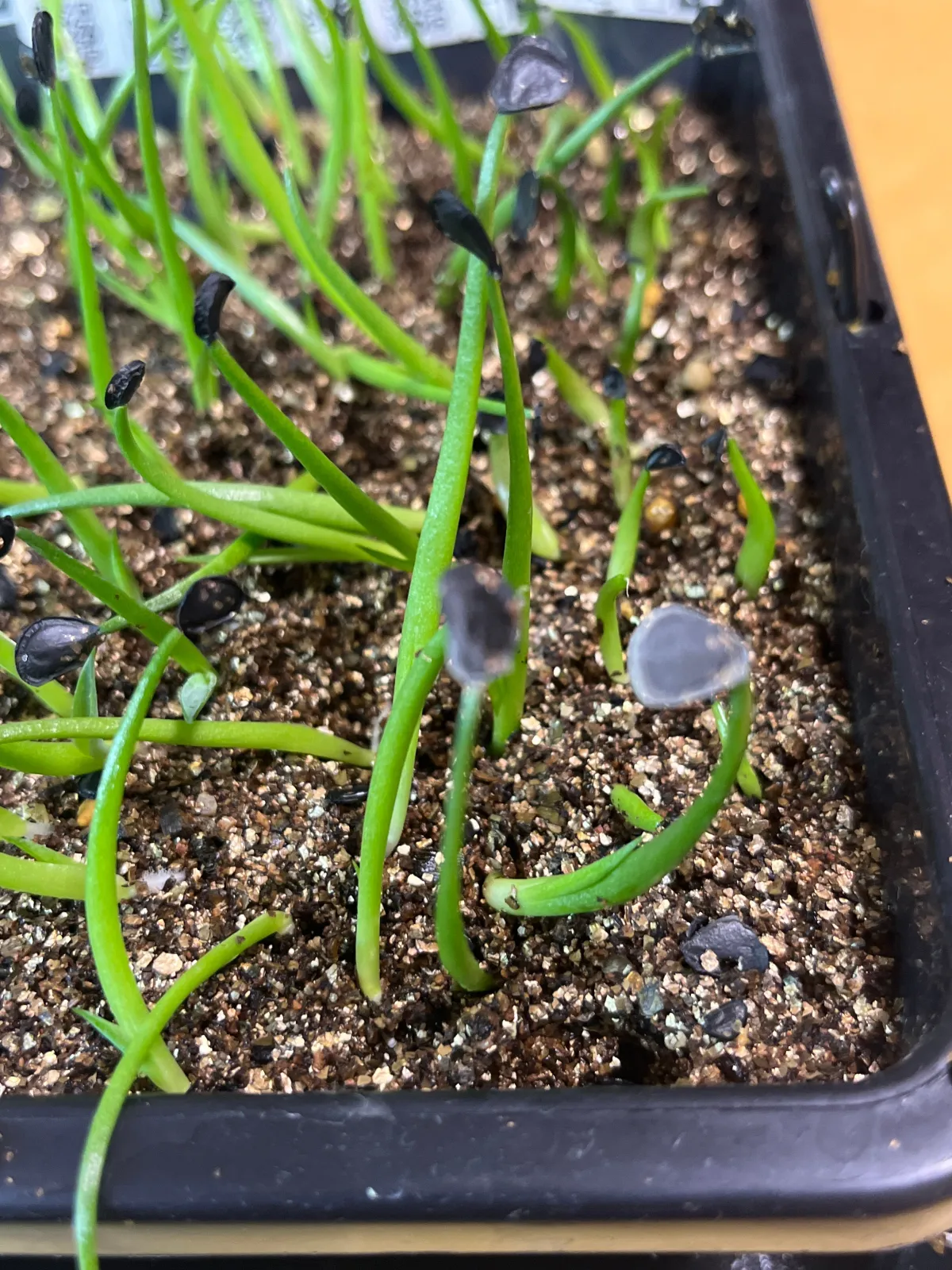 Agave parryi ssp. parryi (アガベ パリー)