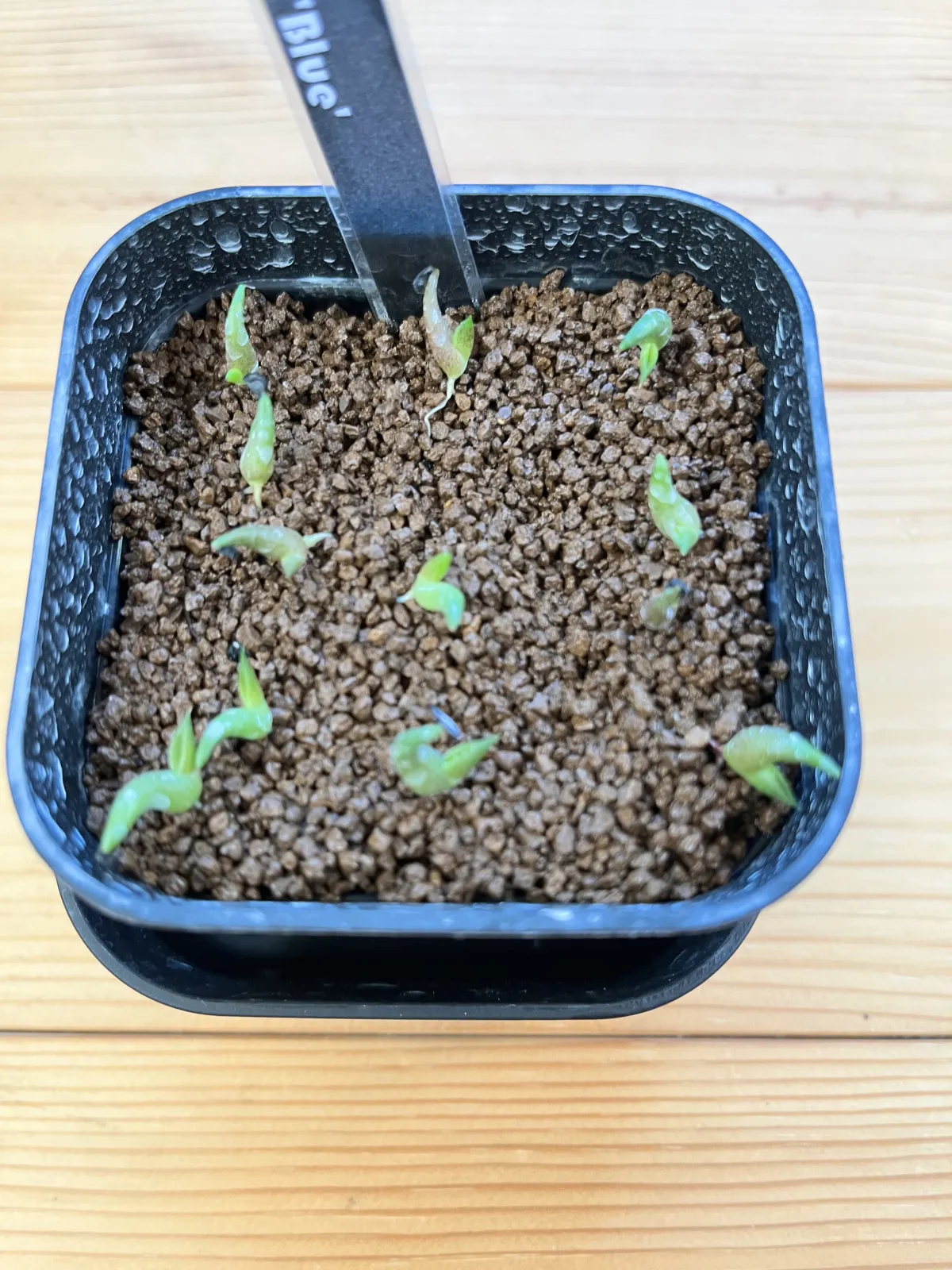 Agave titanota Blue Lot. (アガベ チタノタブルー)