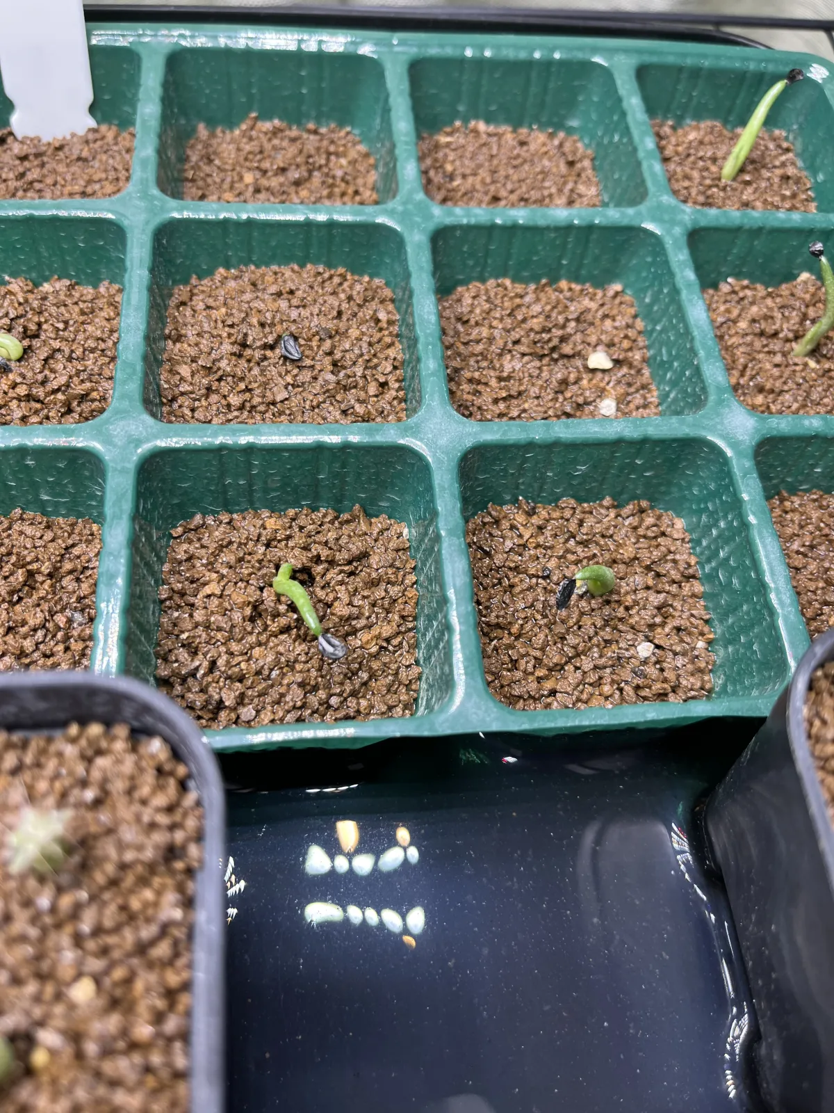 Agave titanota Blue Lot. (アガベ チタノタブルー)
