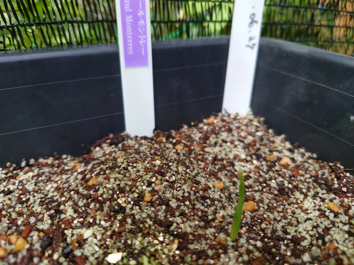 Agave sp. (アガベ アズールモントレー)