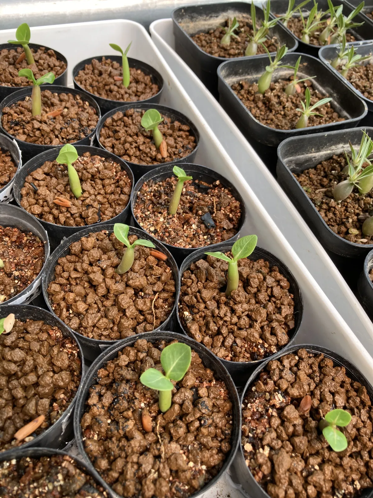 Adenium arabicum Alien (アデニウム エイリアン)