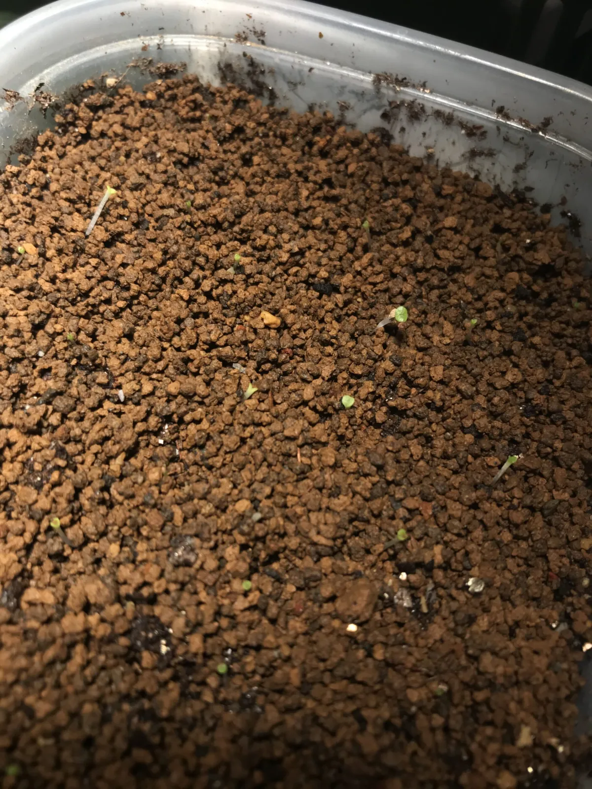Lithops Mix Seeds (リトープス ミックス)