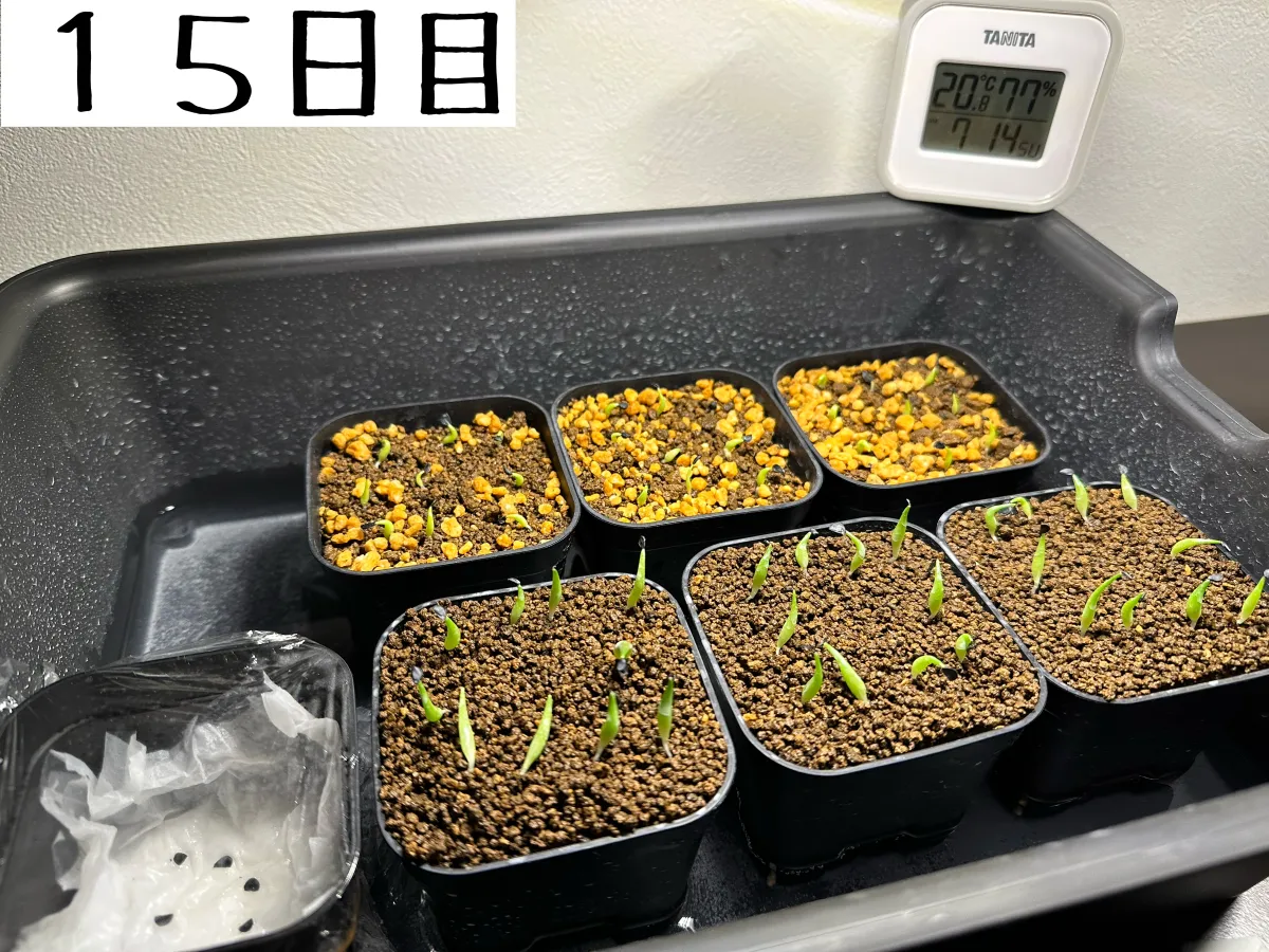 Agave oteroi Lot. (アガベ オテロイ)