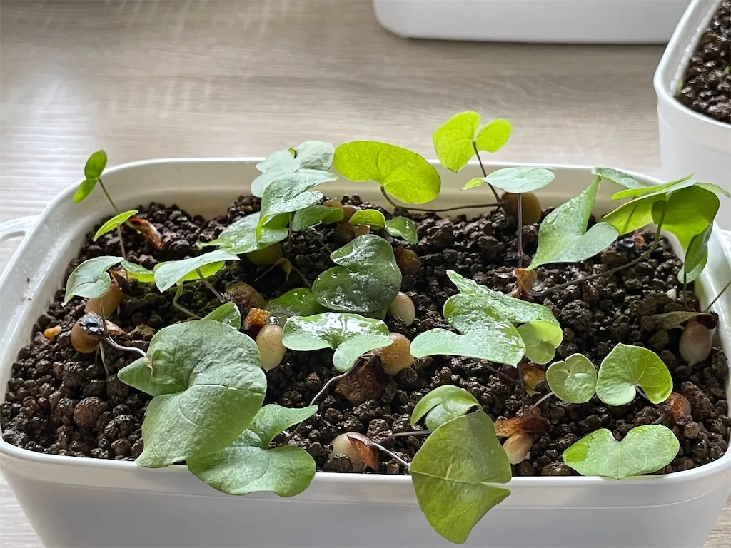 Dioscorea elephantipes (ディオスコレア エレファンティペス)