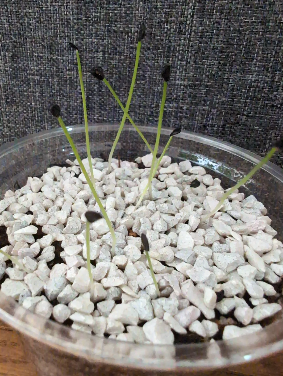 Agave attenuata (アガベ アテナータ)