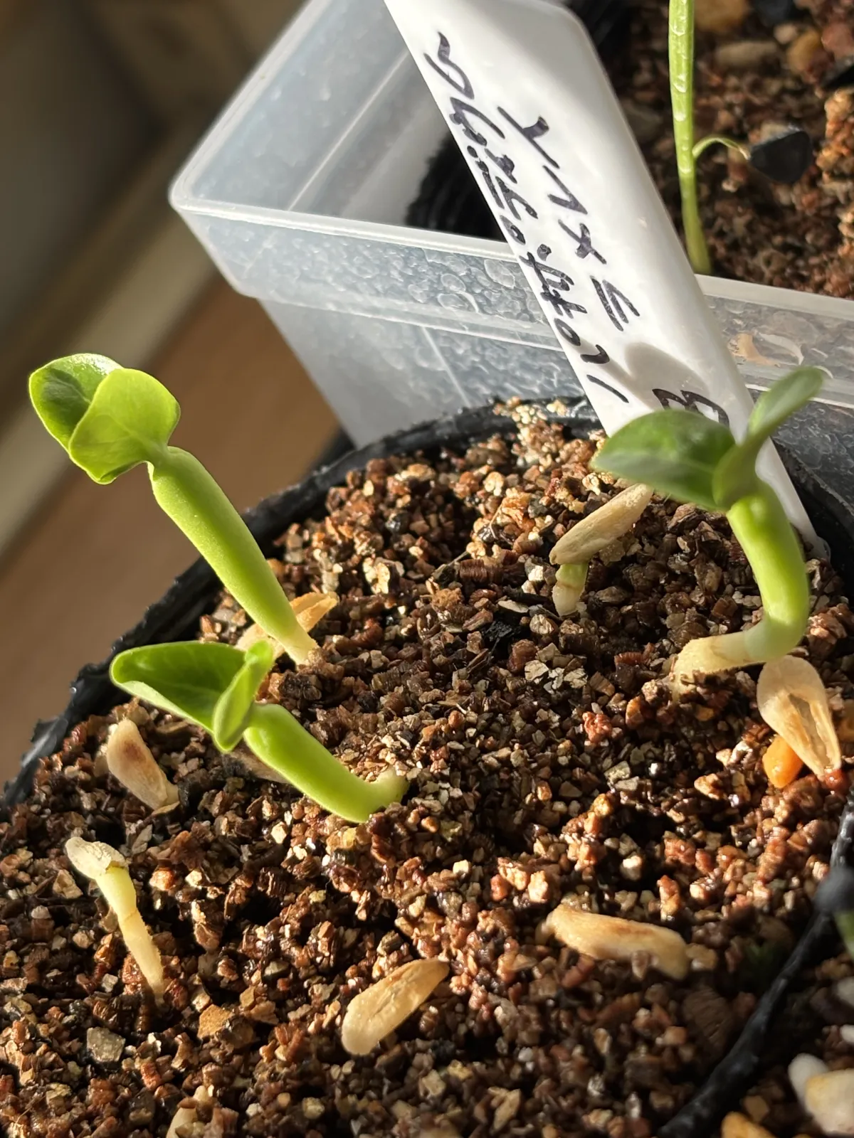 Pachypodium lamerei (パキポディウム ラメレイ)