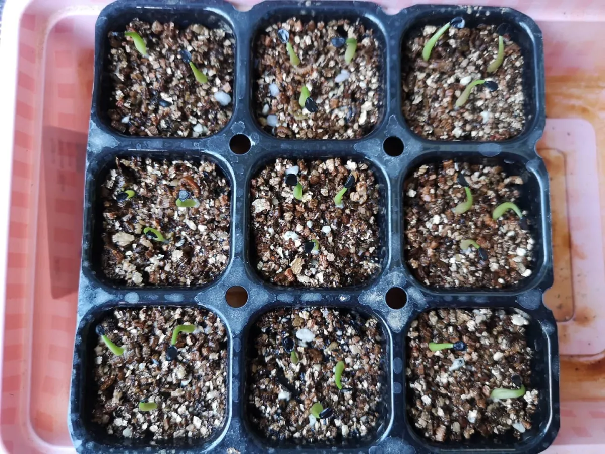 Agave titanota Blue Lot. (アガベ チタノタブルー)