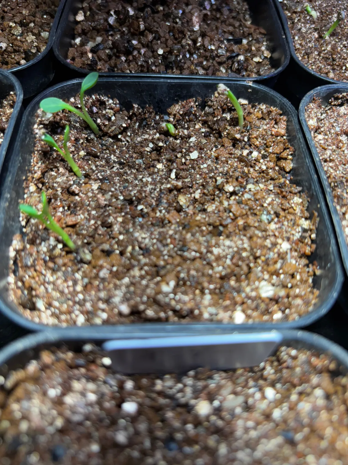 Euphorbia spannringii (ユーフォルビア スパンリンギー フィッシュボーン)