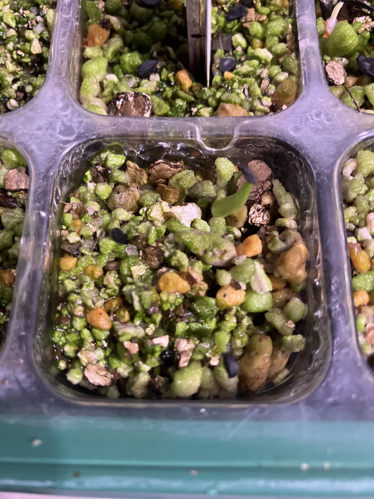 Agave victoriae-reginae ssp. victoriae-reginae (アガベ ビクトリアレジーナエ 笹の雪)